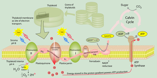 electron-transport-in-photosynthesis